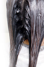 �w�A�P�A�C���[�W